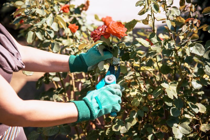 Rose Bush Pruning