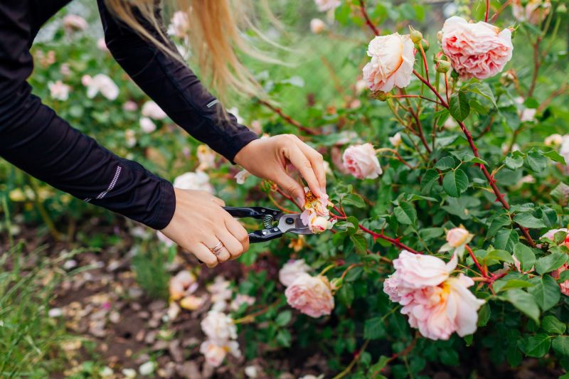 Healthy Rose Bush
